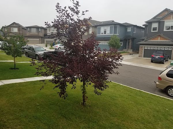 Calgary 3 bedrooms House for rent. Property photo: 30782-2